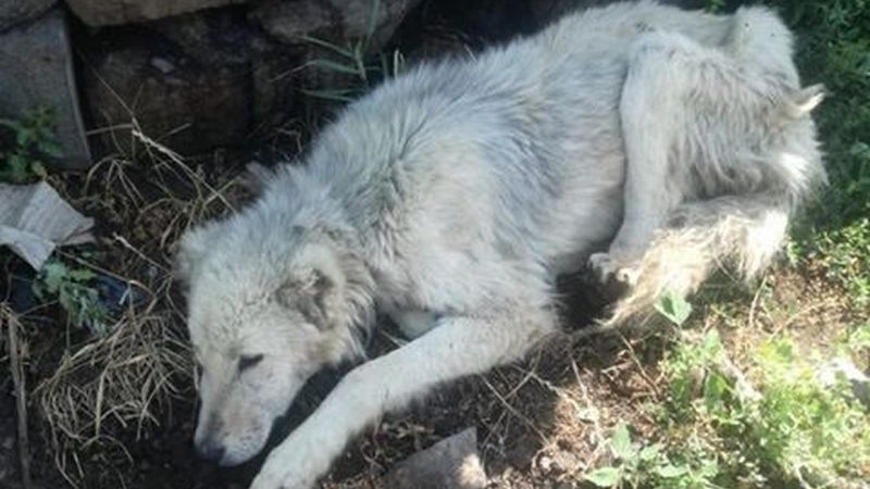 Փարվանա գյուղում  շները ենթարկվել են դաժան վերաբերմունքի