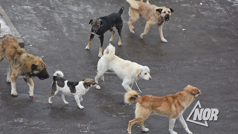 Չարենց փողոցի բնակիչները բողոքում են թափառող շների ագրեսիվությունից