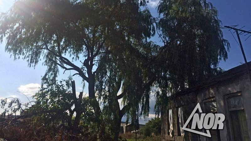 Ղուլալիս գյուղում մասնակիորեն կտրել են հսկայական ծառը, որը սպառնում է ընկնել բնակչի տան վրա