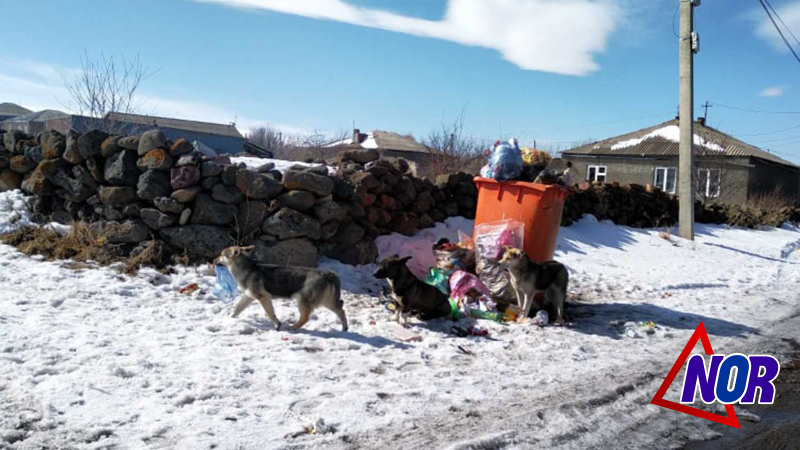 Շները ցիրուցան են անում Դերժինսկու նրբանցքում  հավաքված աղբը