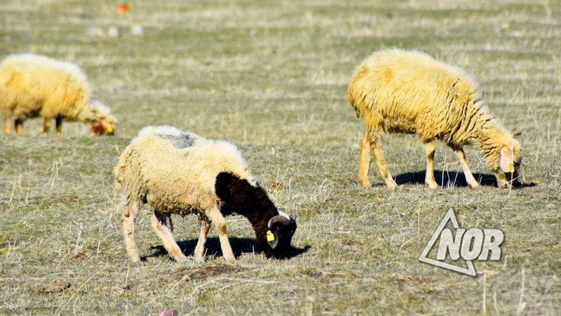 Համավարակի պայմաններում ոչխարաբուծությունը դարձել է էլ ավելի անշահավետ