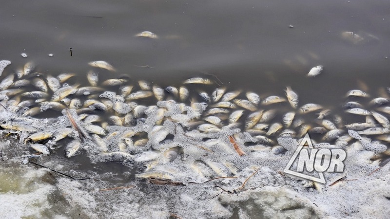 Նինոծմինդա քաղաքի մերձակայքում գտնվող լճակում մասսայական ձկներ են սատկել