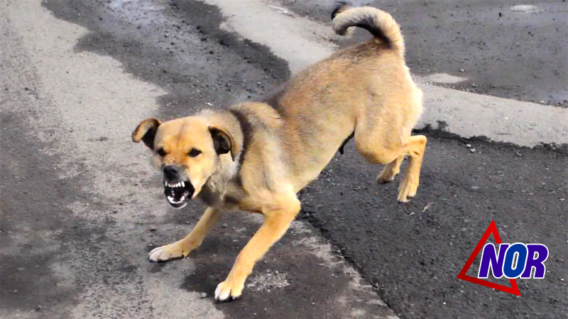Նինոծմինդայում թափառող շները հարձակվում են երեխաների վրա