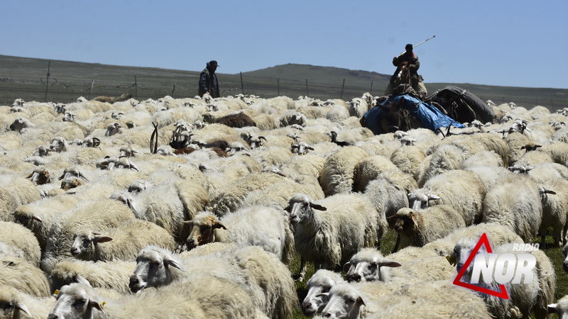 ცხვრის გამოსარეკი მარშრუტი ს. ახალ ხულგუმოს მოსახლეობის სახლებსა და ეზოებში გადის