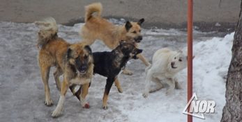 Ախալքալաքիի թափառող շներին տեղափոխում են Օզուրգեթի