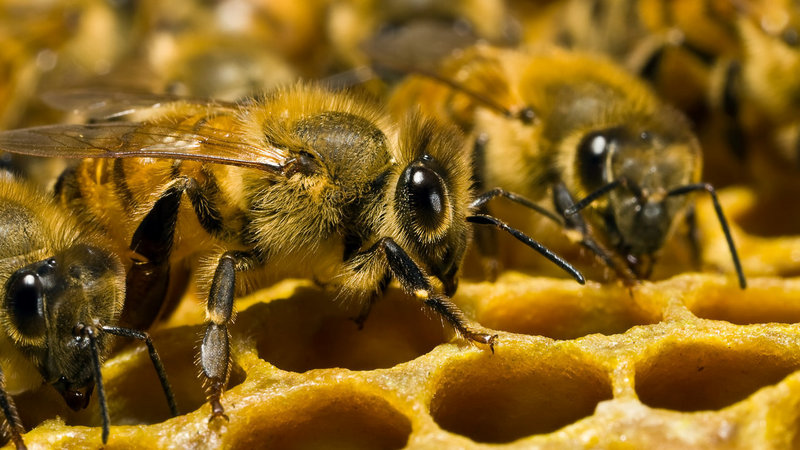Վրացական մեղրի արտահանումն աճել է