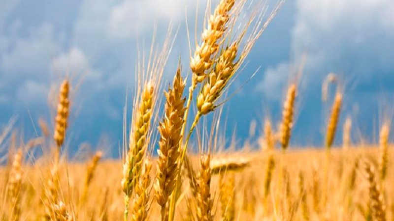Աշխարհում ցորենի գինը նվազում է