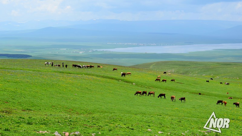 Վրաստանի հինգ քաղաքացի տուգանվել է հողերի ապօրինի օգտագործման համար