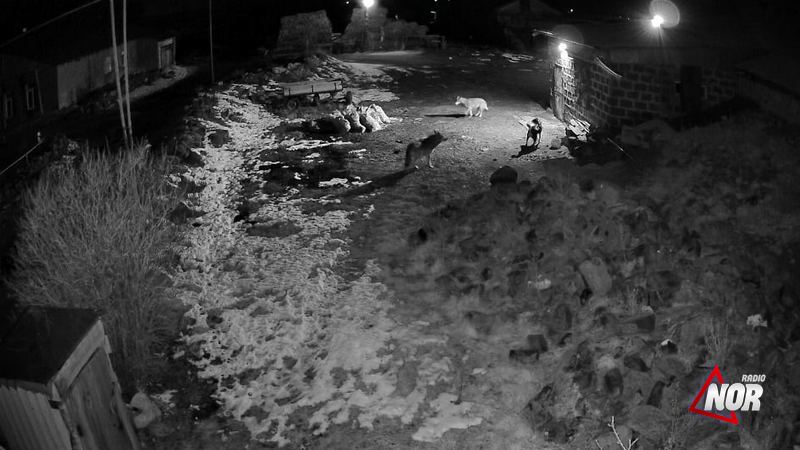 Օրոջալարում տեսախցիկը ֆիքսել է թե ինչպես են գայլերը փորձում հարձակվել շան վրա. Տեսանյութ