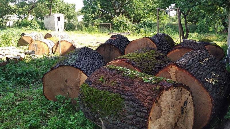 Քվեմո Քարթլիում անտառապահը ձերբակալվել է անտառահատման կարգադրությունը կեղծելու համար