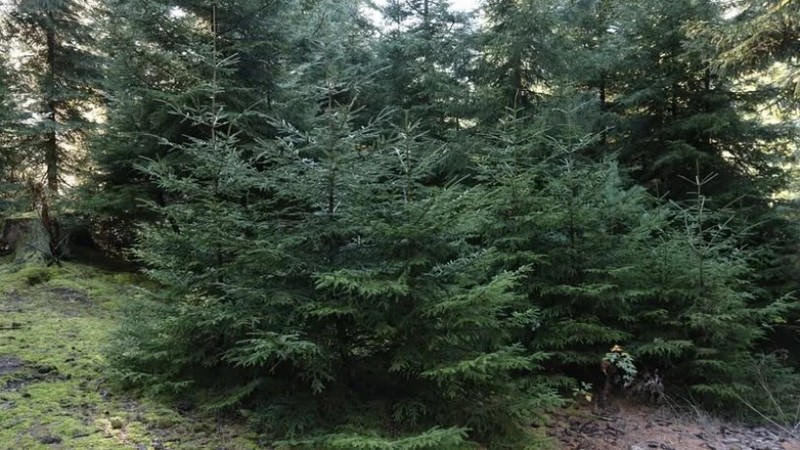 Առաջին անգամ տոնածառի անօրինական հատման համար կսահմանվի 2000 ₾ տուգանք