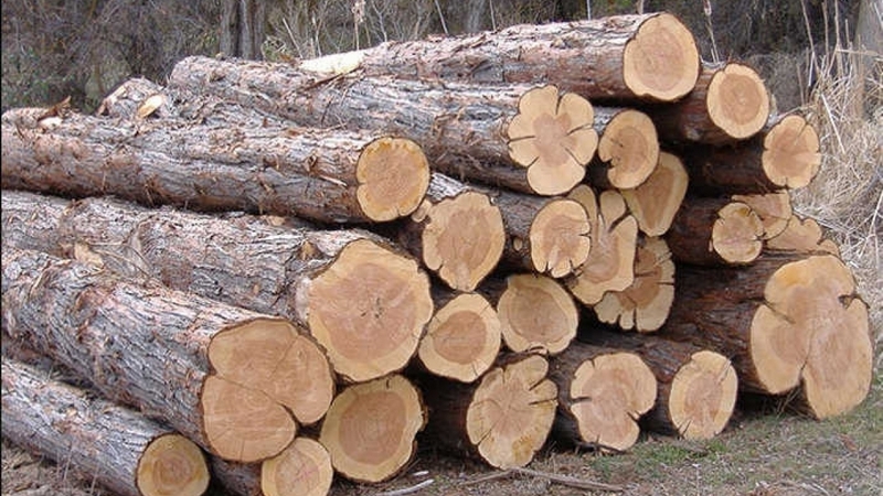 Սամցխե-Ջավախեթիում մեկ ամսվա ընթացքում ապօրինի անտառօգտագործման 18 փաստ է բացահայտվել
