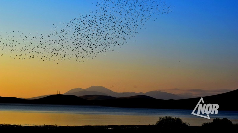 Գիտնականները հաշվարկել են, թե ներկայումս քանի թռչուն է ապրում Երկրի վրա