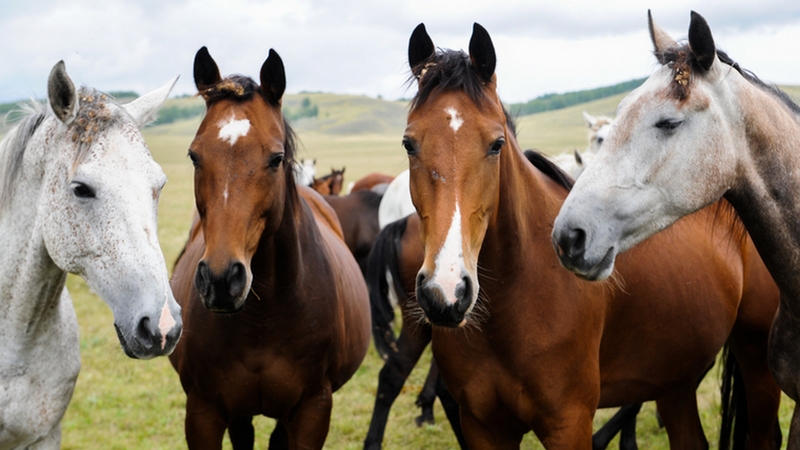 Սննդի ազգային գործակալությունը ձիերի անօրինական սպանդանոց է հայտնաբերել