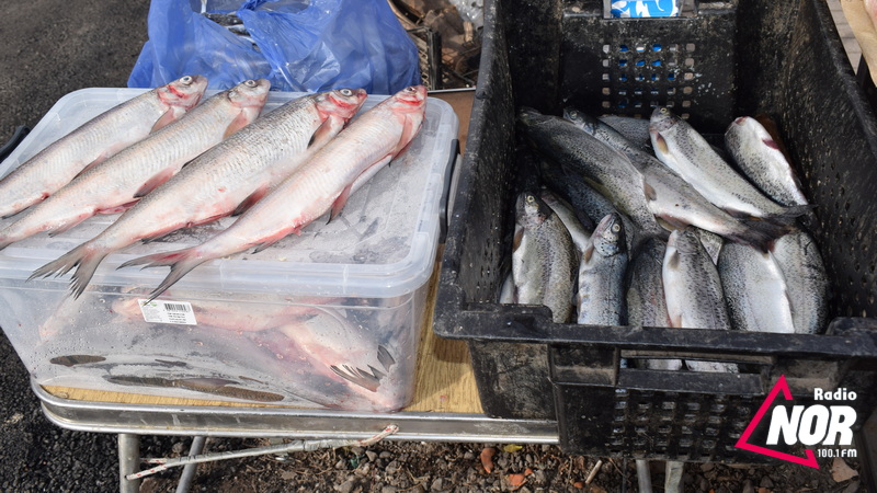 Ձկնատեսակների գները Նինոծմինդայում