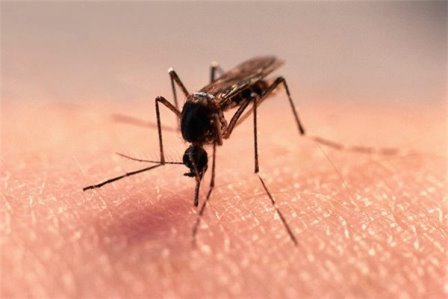 Մոծակների սեզոն. Մասնագետները նշել են մոծակներից պաշտպանվելու էկոլոգիական եղանակներ