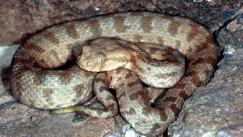 Մառնեուլիում օձի խայթոցի երկու դեպք է արձանագրվել