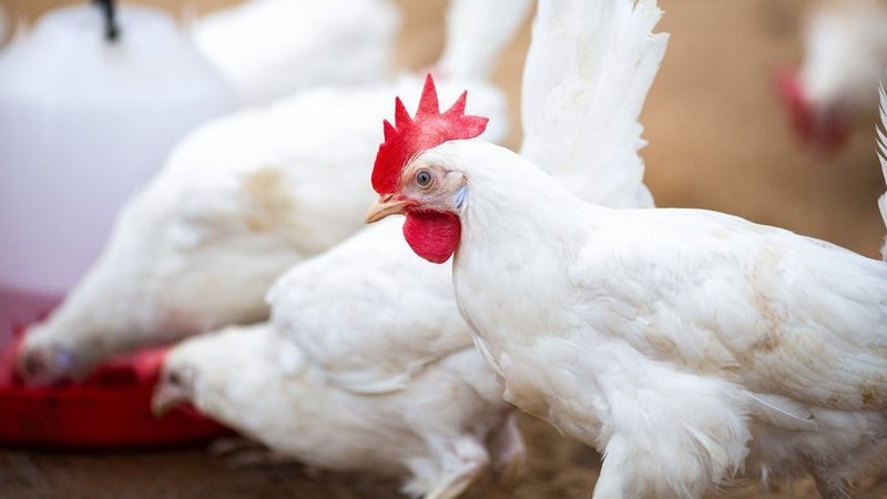 Չեխիայում թռչնագրիպի բռնկման պատճառով ոչնչացվելու է 70 հազար հավ