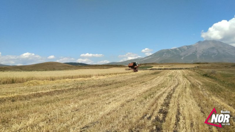 Նինոծմինդայում հացահատիկի բերքն այս տարի առատ է