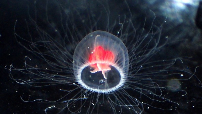 Օվկիանոսային 5 առեղծվածներ, որոնց շուրջ ամբողջ աշխարհի գիտնականները անհաջող պայքարում են