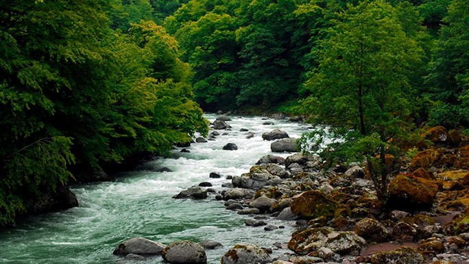 Վրաստանի ընդհանուր տարածքում պահպանվող տարածքների մասնաբաժինը աճել է