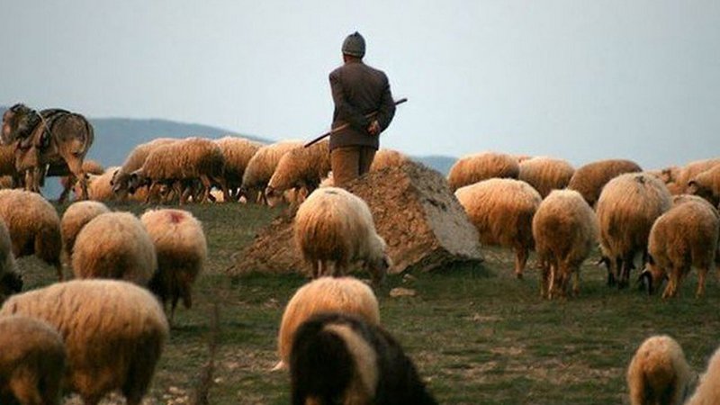 Անասնապահությունը ձեռնտու չէ, հովվի աշխատանք էլ չեն ուզում․ գյուղերի երիտասարդներն այլ ապագա են երազում