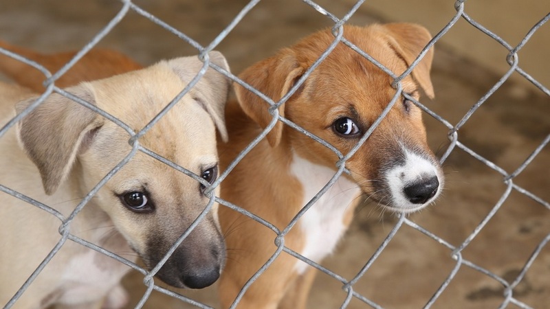 Օզուրգեթիի ապաստարանը փակվեց՝ կենդանիների դիերի ու ժամկետանց դեղորայքի պատճառով