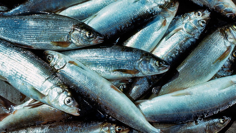 Սամցխե-Ջավախեթիում ապօրինի ձկնորսության 3 դեպք է բացահայտվել