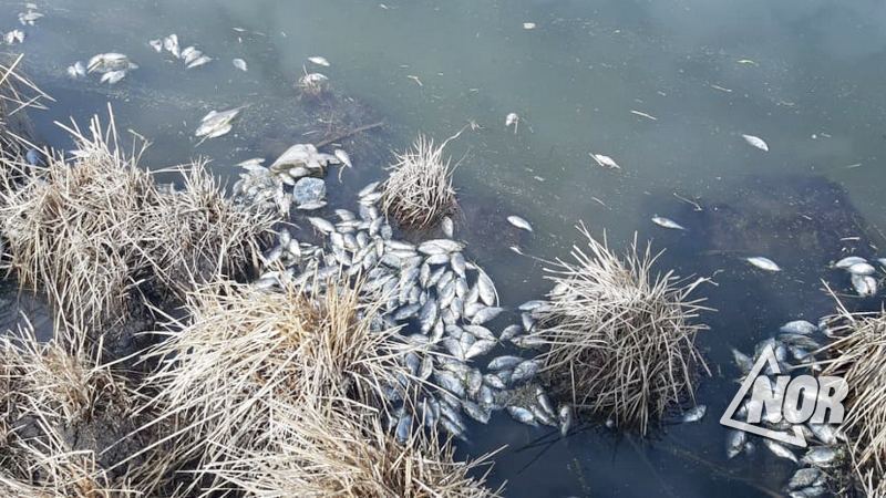 Թորիա գյուղի մերձակայքում գտնվող լճակում  ձկները զանգվածաբար սատկել են