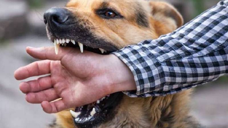 Նինոծմինդայի կենտրոնական այգում թափառող շները հարձակվել են երեխաների վրա