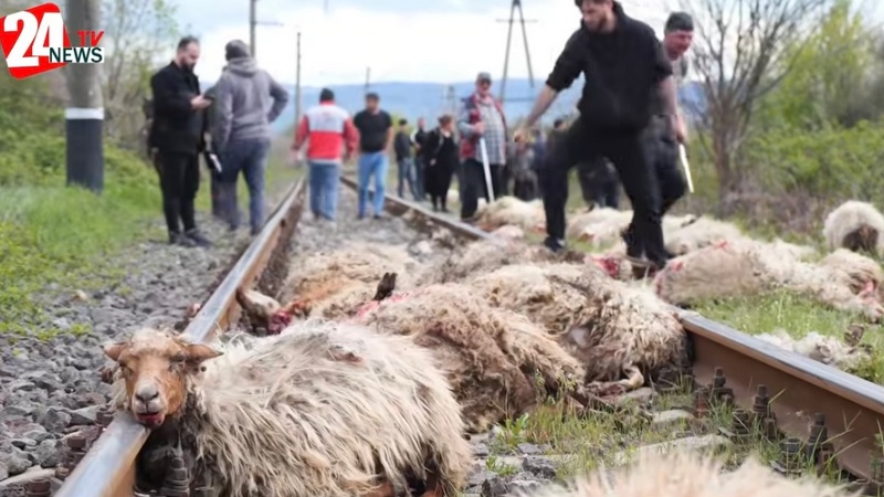 Մառնեուլիում գնացքը բախվել է ոչխարների հոտին