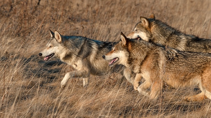 Գայլերը հոշոտել են ոչխարներ Նինոծմինդայի մունիցիպալիտետում
