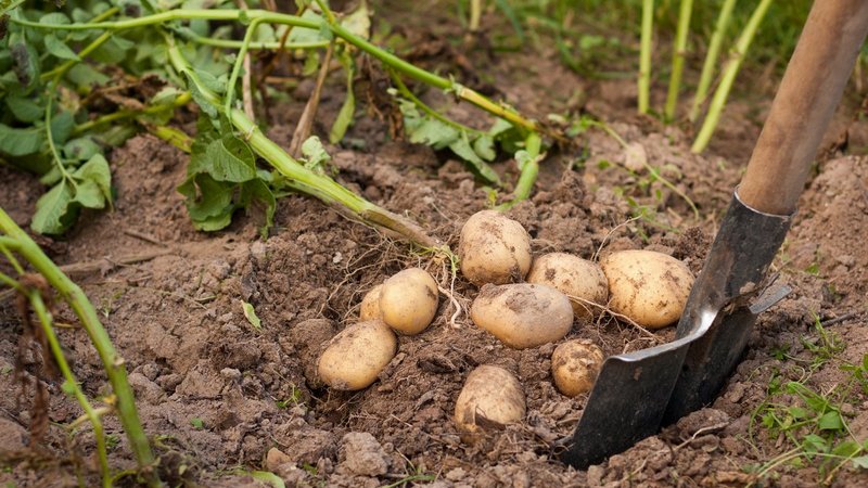 Կարտոֆիլի ինչպիսի բերք է սպասվում այս տարի Ախալքալաքում