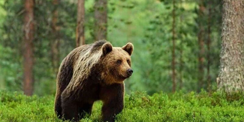 Լագոդեխիի այգում սպանվել է շագանակագույն արջ