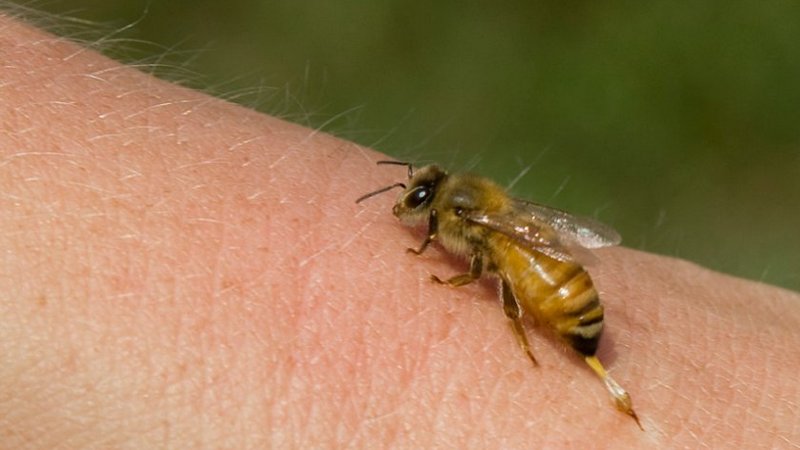 Մեղվի խայթոցից  տղամարդը մահացել է