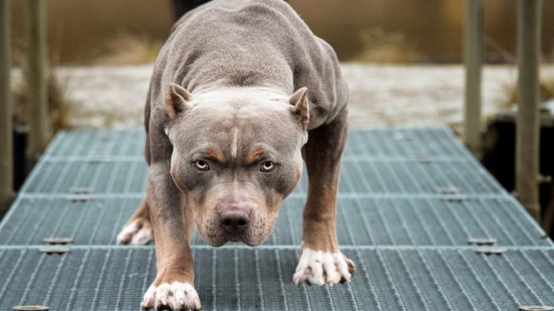 10-ամյա աղջկան շունը հոշոտել է, ինչի հետևանքով նա մահացել է. դեպքը տեղի է ունեցել Մեծ Բրիտանիայում