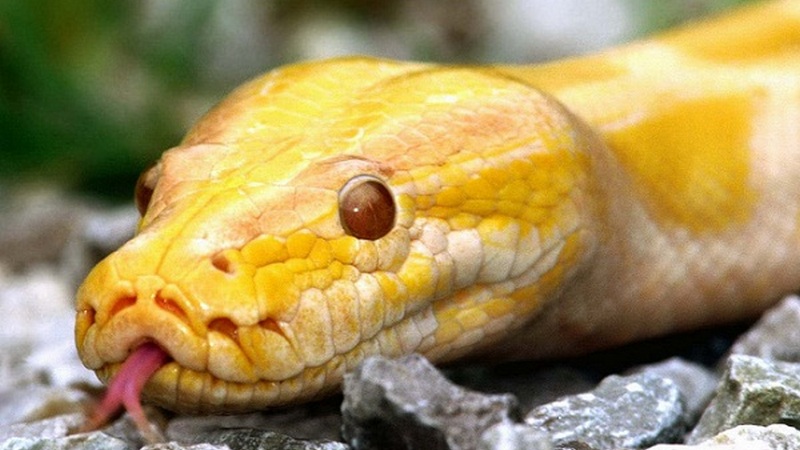 Ախալցիխեում 2 մետրանոց օձը  մտել է խանութ