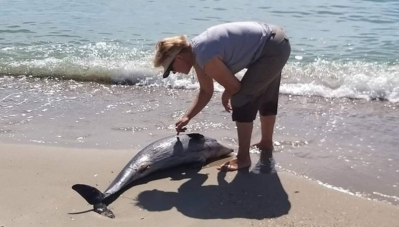 Из-за войны в Украине в Черном море погибло не меньше пяти тысяч дельфинов