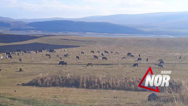 Ղալաչայի տարածքում, որտեղ տնկվել են տնկիներ կովեր են արածում