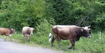 Тбилиси поблагодарил Ереван за помощь в локализации очага сибирской язвы