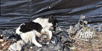 Труп собаки из центра города Ниноцминда не убран