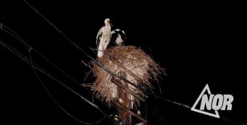 Фото: Сильный ветер и град свалили гнездо аиста повредив газопровод