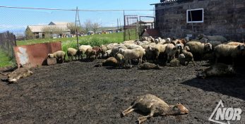 Волки уничтожили 27 овец в селе Радионовка
