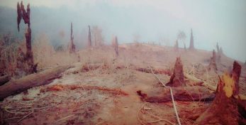 Следователи ищут причину пожара в Боржомском лесу