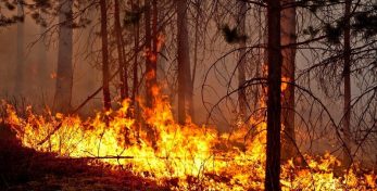 Борьба с лесным пожаром в Абастумани продолжается
