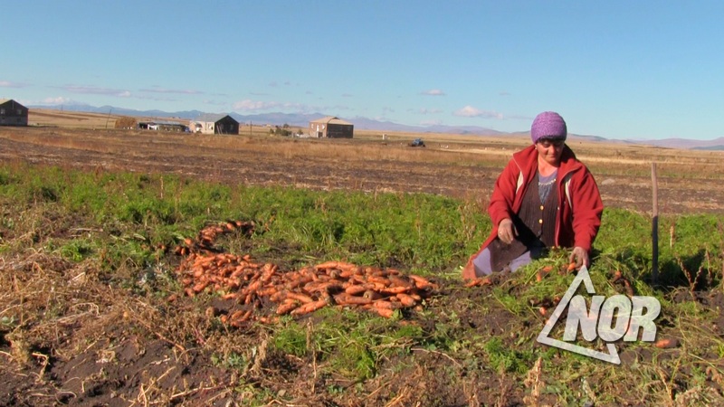 Видео: Закончилась уборка морковки и свёклы