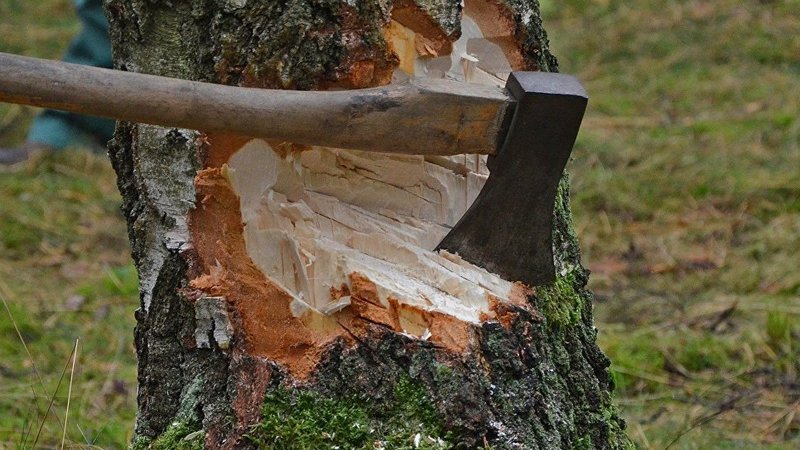 Незаконная вырубка леса в Грузии