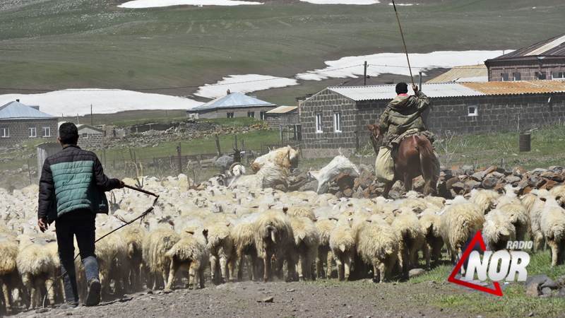 Маршрут перегона овец проходит через дома и дворы жителей села Ахали Хулгумо\video