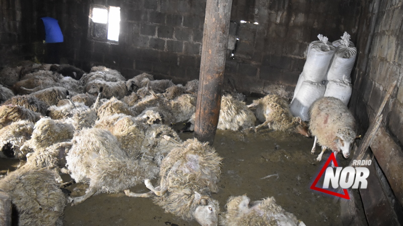 Փոկա գյուղում գայլերը  ոչխարի 100 գլխաքանակով հոտ են հոշոտել
