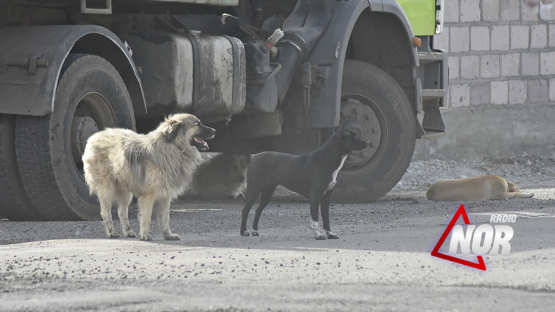 В Самцхе-Джавахети займутся решением проблемы бездомных собак